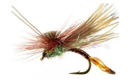 AC Caddis Pheasant Tail