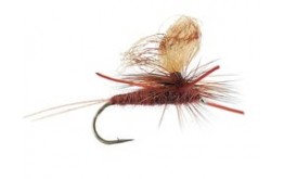 Trinas Para Trooper Brown Drake