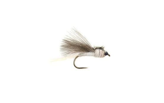 CDC White Dark Winged BL