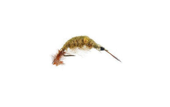 Classic Gammarus Olive Bead BL