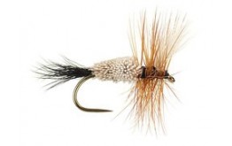 Irrisistable Wulff BL