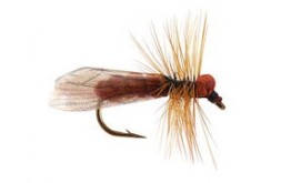 Brown Caddis