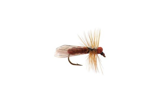 Brown Caddis