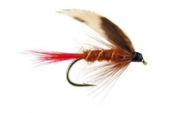 Brown Red Tailed Wet