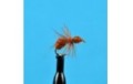 Brown Flying Ant