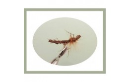 Brown Foam Daddy Long Legs