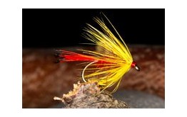 HamelsShellbackSpider