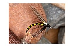 IrishCormorantChartreuse