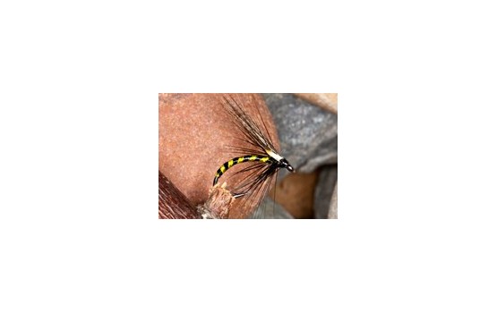 IrishCormorantChartreuse