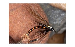 IrishCormorantOrange