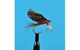 Burnt Wing Dark Hendrickson