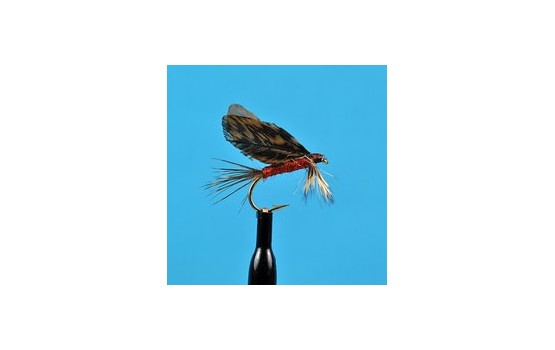 Burnt Wing Dark Hendrickson