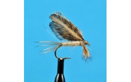 Burnt Wing Light Cahill