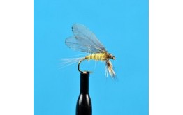 Burnt Wing Pale Evening Dun