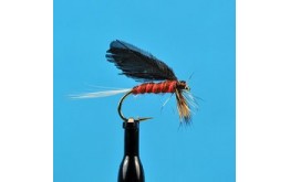 Burnt Wing Slated Winged Mahogany