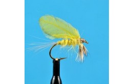 Burnt Wing Yellow Drake