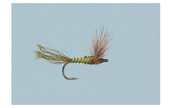 BWO Sparkle Dun Biot