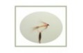 Tupps indispensible Wet Fly