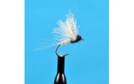 CDC Biot Compara Dun Trico Female