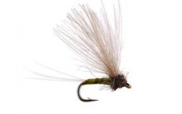 CDC Biot Comparadun Golden Olive