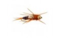 BH Classic Brown Stonefly