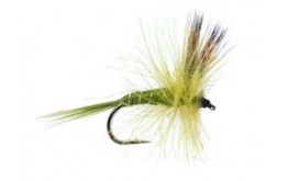 CDC Dry Pale Olive