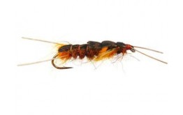 Giant Orange Stonefly
