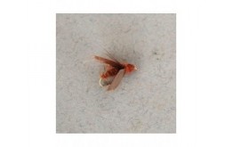 American Grannom Pupa