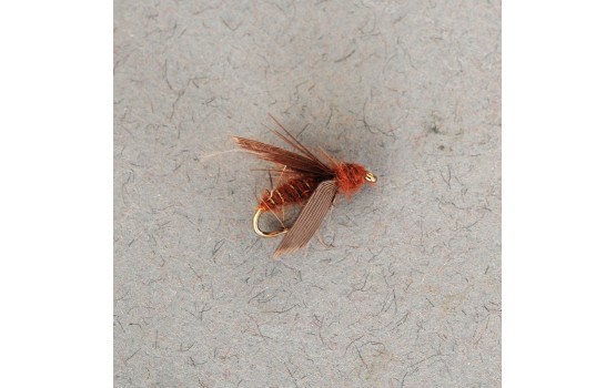 American Grannom Pupa