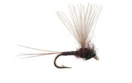 CDC Mini Biot Comparadun Brown