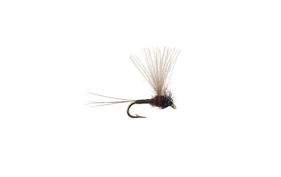 CDC Mini Biot Comparadun Brown