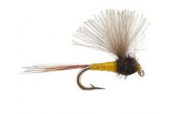 CDC Mini Biot Comparadun Female