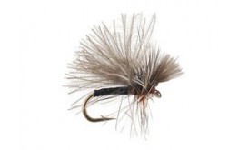 CDC Mini Black Sedge
