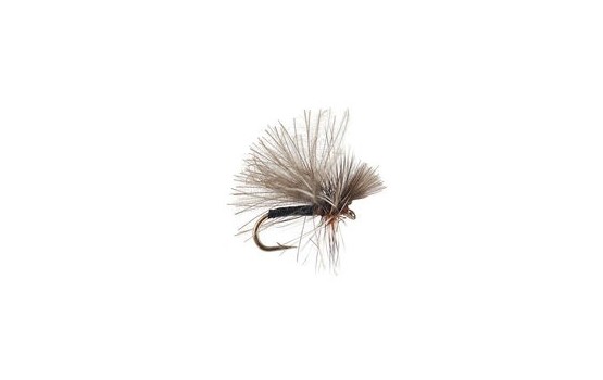 CDC Mini Black Sedge