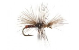 CDC Mini Claret Sedge