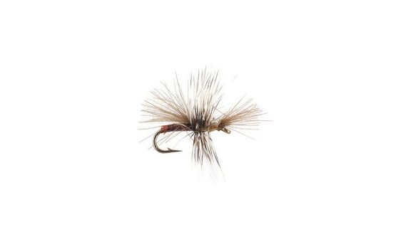 CDC Mini Claret Sedge
