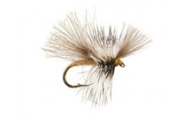 CDC Mini Cream Sedge