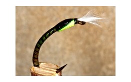 Buzzer Quill Olive