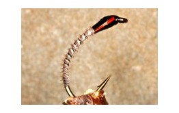 Buzzer Turkey Biot Tam