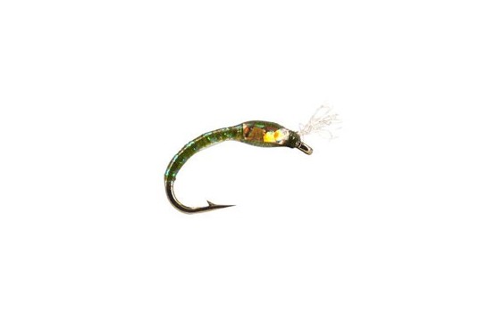 Ginos Olive Gold Holo Buzzer