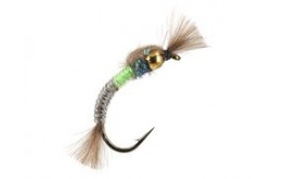 Hatching Buzzer Bicolor