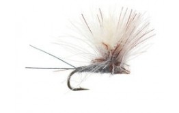 CDC Para Wulff Adams