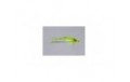 Chartreuse Joom Deep Diver   FM