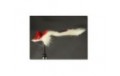 Diver Red White Deer Hair