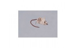 Rainy's Meadow Mouse   WG