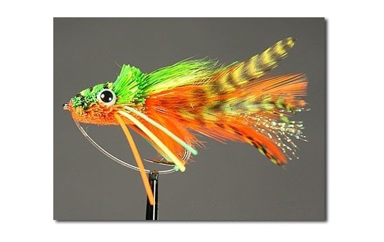 Swimming Frog Orange Belly