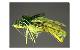 Swimming frog yellow belly