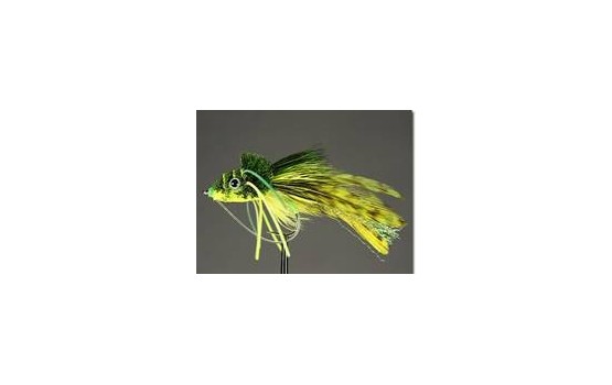 Swimming frog yellow belly