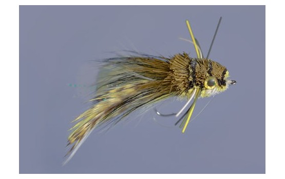 Whitlock's Diving Frog   White Belly