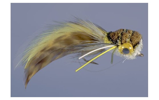 Whitlock's Hair Bug Frog   WG